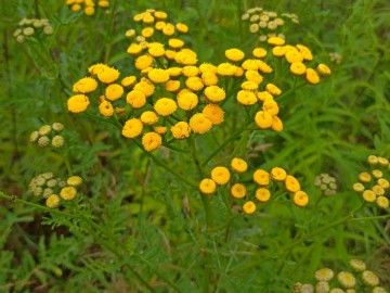 Wrotycz pospolity (Tanacetum vulgare L.), <p>fot. Mateusz Starnowski</p>